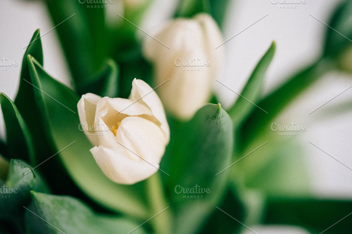 Office styled stock photo bundle | 5 stock photo containing social media and, a Business Photo by Brand Strategy Co. (Photo 4 of 6)
