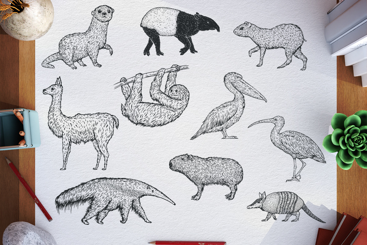 Birds and animals south america, an Animal Illustration by CGterminal (Photo 1 of 6)