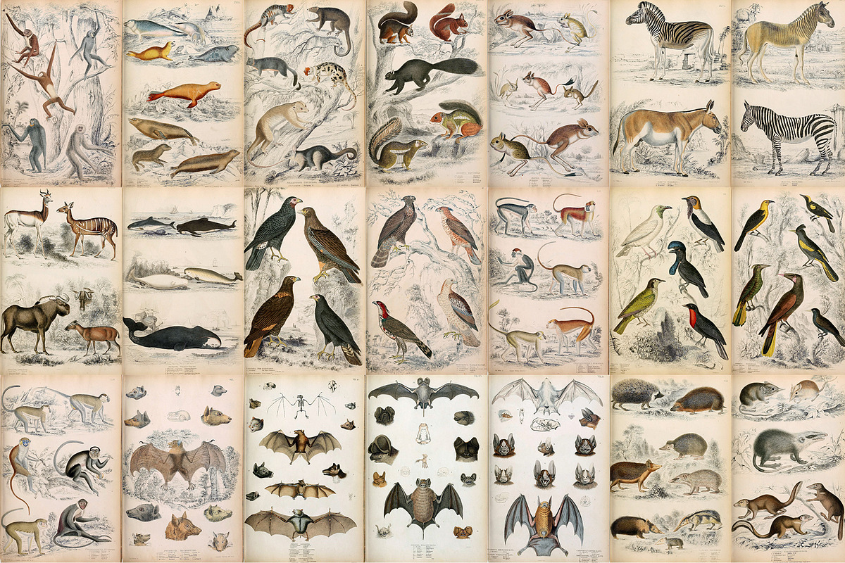 A Journal of Natural History, an Animal Illustration by Dene Studios (Photo 5 of 10)