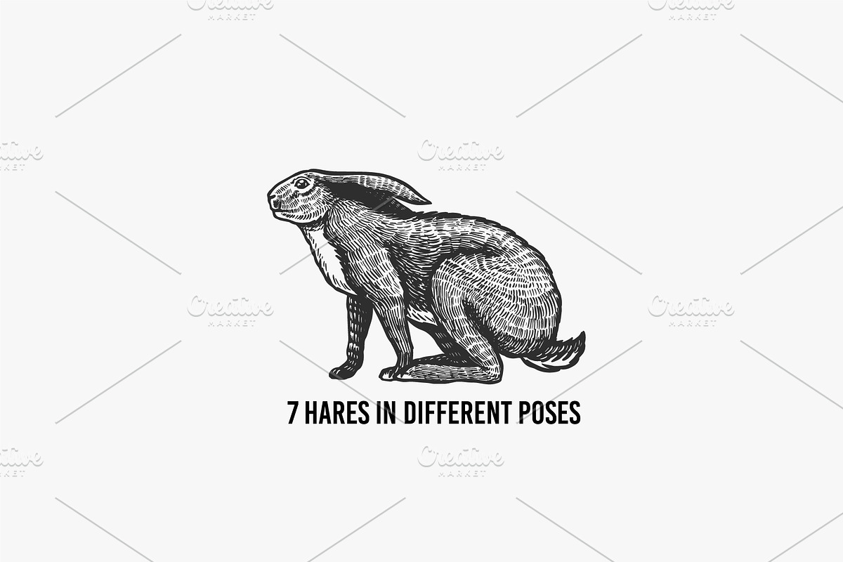 Big set bundle. Animals fox, wolf, an Animal Illustration by Arthur Balitskiy (Photo 4 of 9)