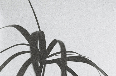 Spiny Euphorbia Silhouette preview 6