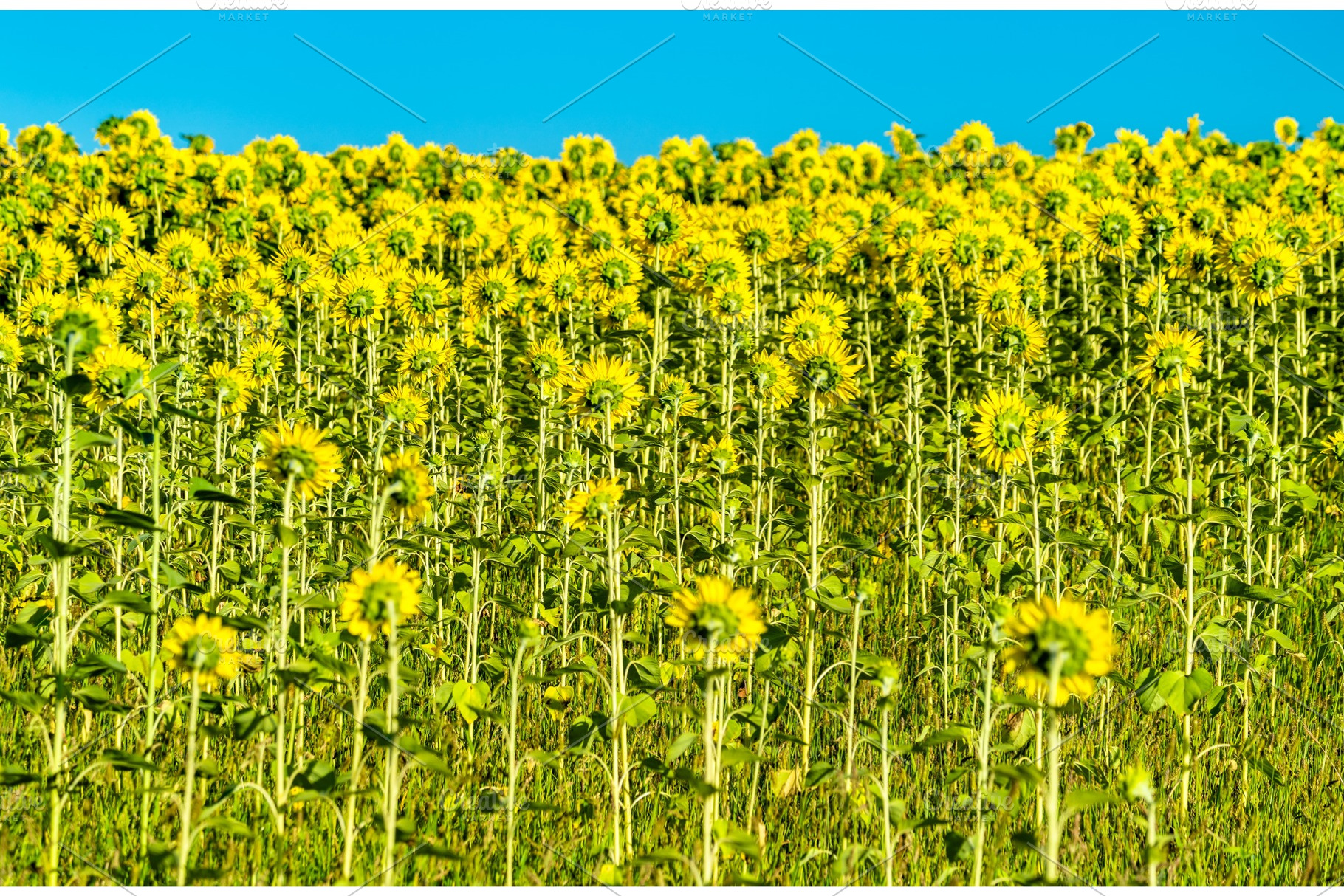 Sunflower field in kursk oblast of featuring sunflower, yellow, and field, a Nature Photo by Leonid Andronov