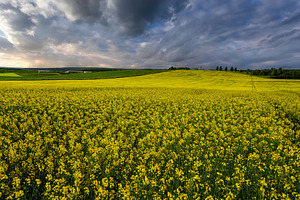 Yellow rapeseed field with a pathway through the blooming flower, a Nature Photo by Eugene_Photo
