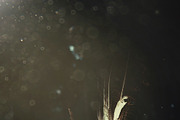 Sunlight-Captured Light Leaks, a Palette Add-On by TeddyGraphics (Thumbnail 15 of 18)