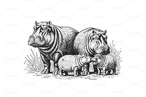 Detailed hippopotamus family., an Animal Illustration by yod67