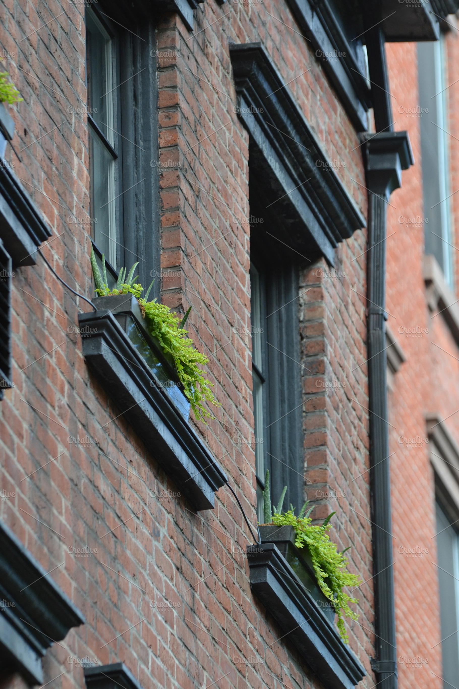 Windows Of New York