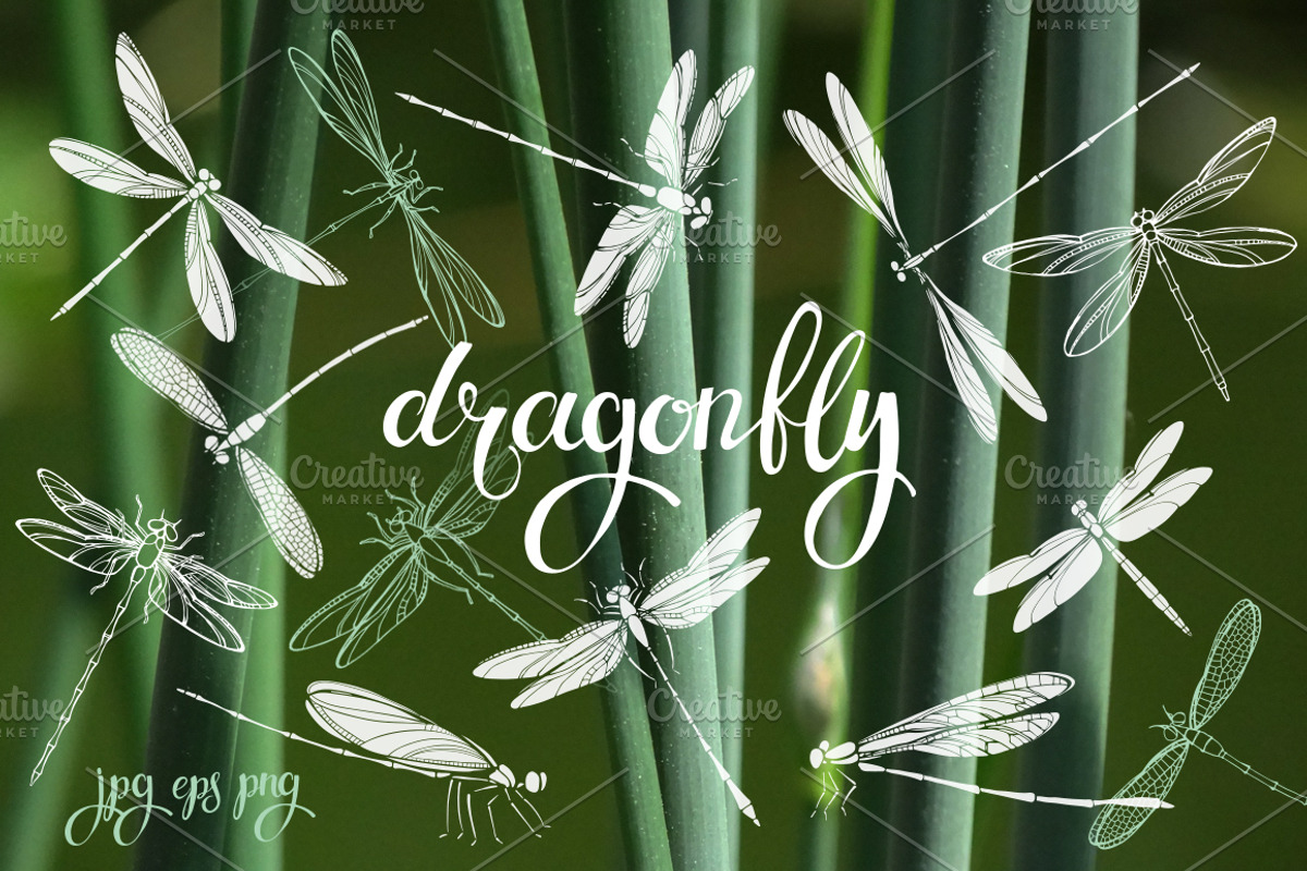 Dragonflies., an Object Graphic by maritime_m (Photo 1 of 7)