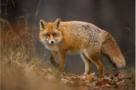 Fluffy red fox looking back on