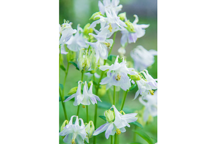 Aquilegia blooms in the garden, a Nature Photo by yanadjana