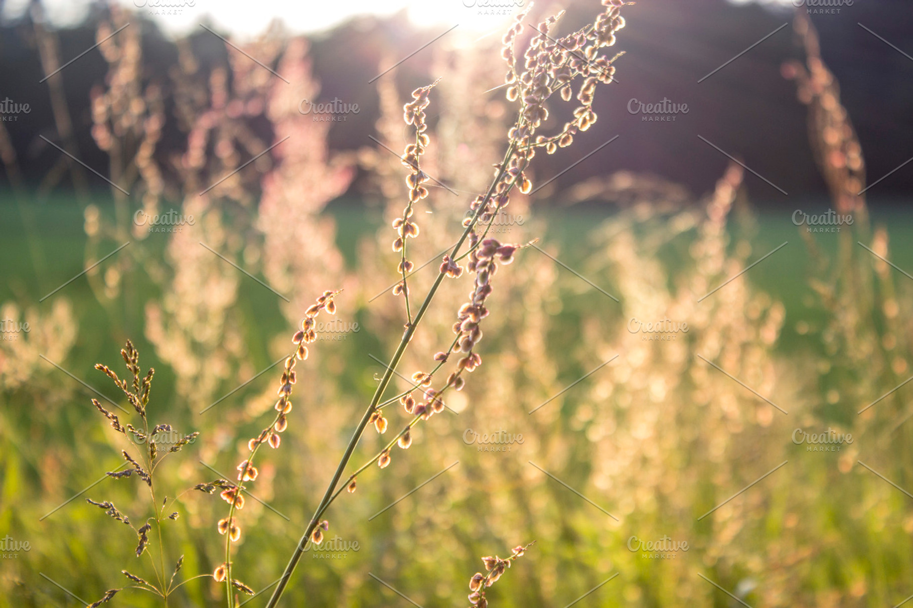 Backlight Summer Ii Featuring Depth Of Field Grass And Green