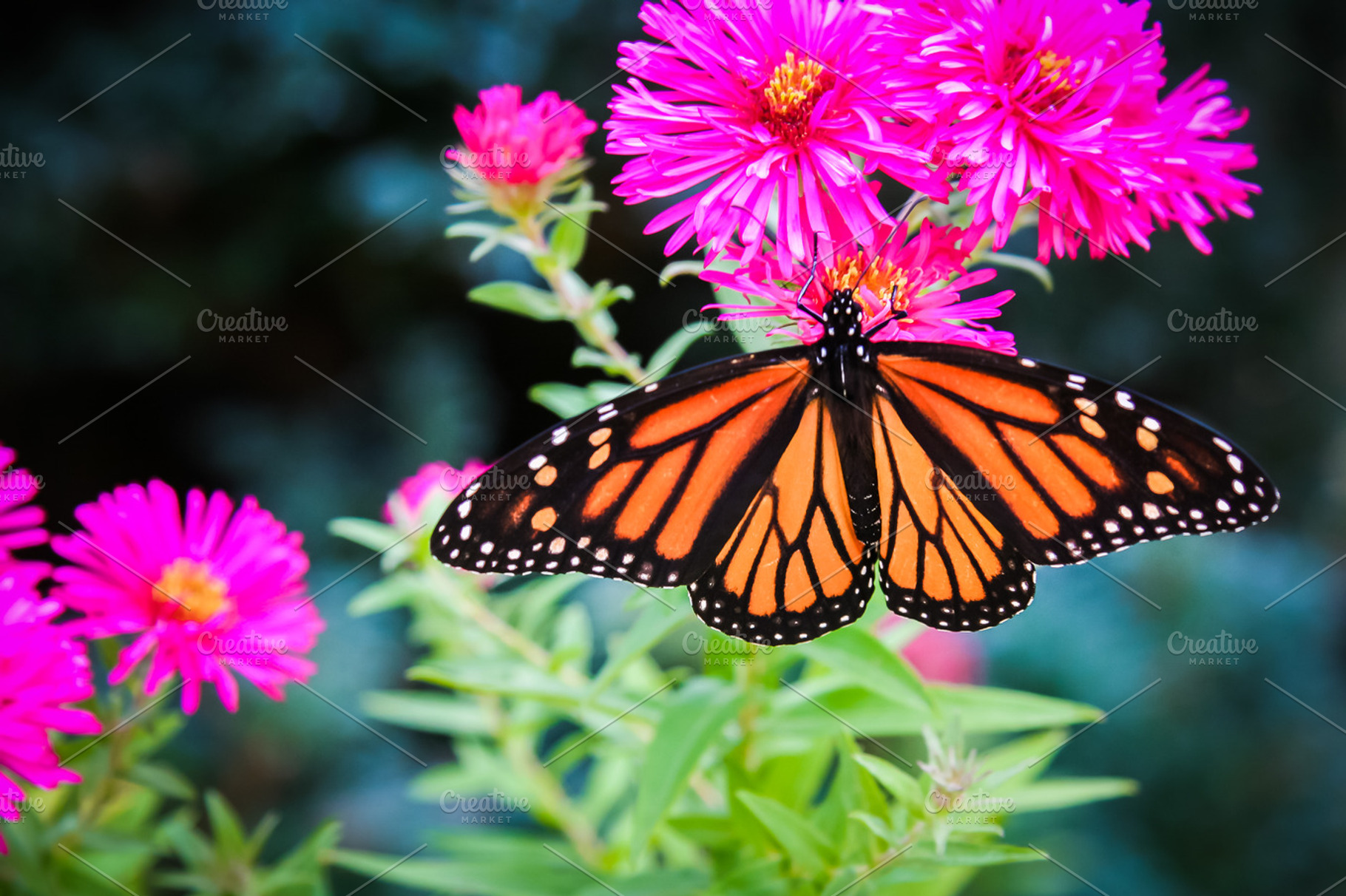 Monarch Butterfly on Asters, an Animal Photo by Nancy Hebert Photography