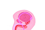 Biology & Anatomy goodnotes stickers, an Education Illustration by Noorist (Thumbnail 3 of 32)