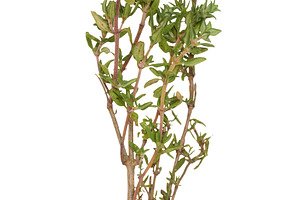 Thin sprig of fresh thyme with small green leaves and stem on is, a Food & Drink Photo by ndanko