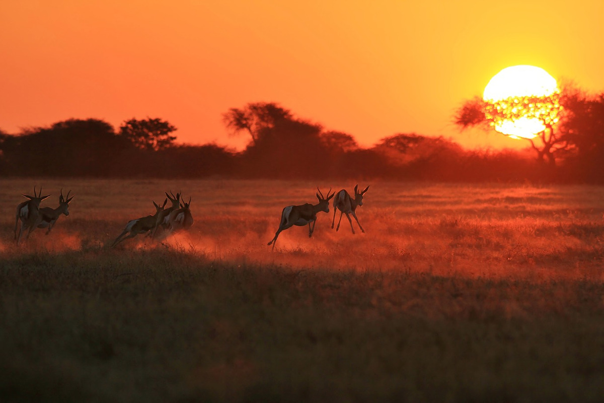 Springbok - Sun Runners, an Animal Photo by Wildlife Wonder (Photo 2 of 2)