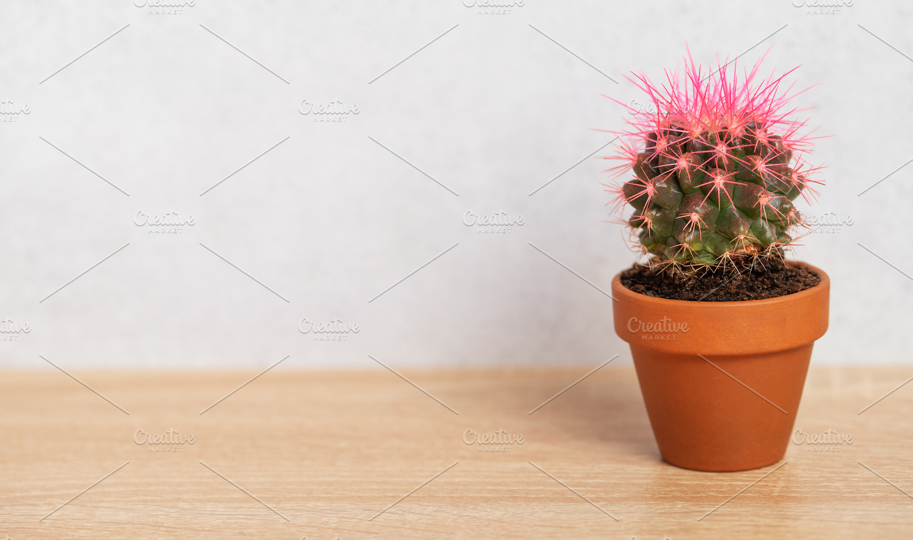 Small pink cactus growing in terracotta pot on wooden table, a Business Photo by Olena Rudo