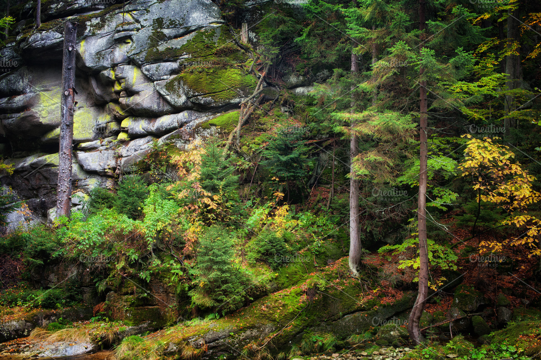 Autumn Forest on Mountain Slope, a Nature Photo by Artur Bogacki