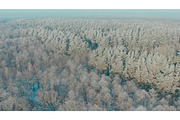 Beautiful Snowy White Forest In, a Nature Photo by Our Amazing World (Thumbnail 1 of 2)