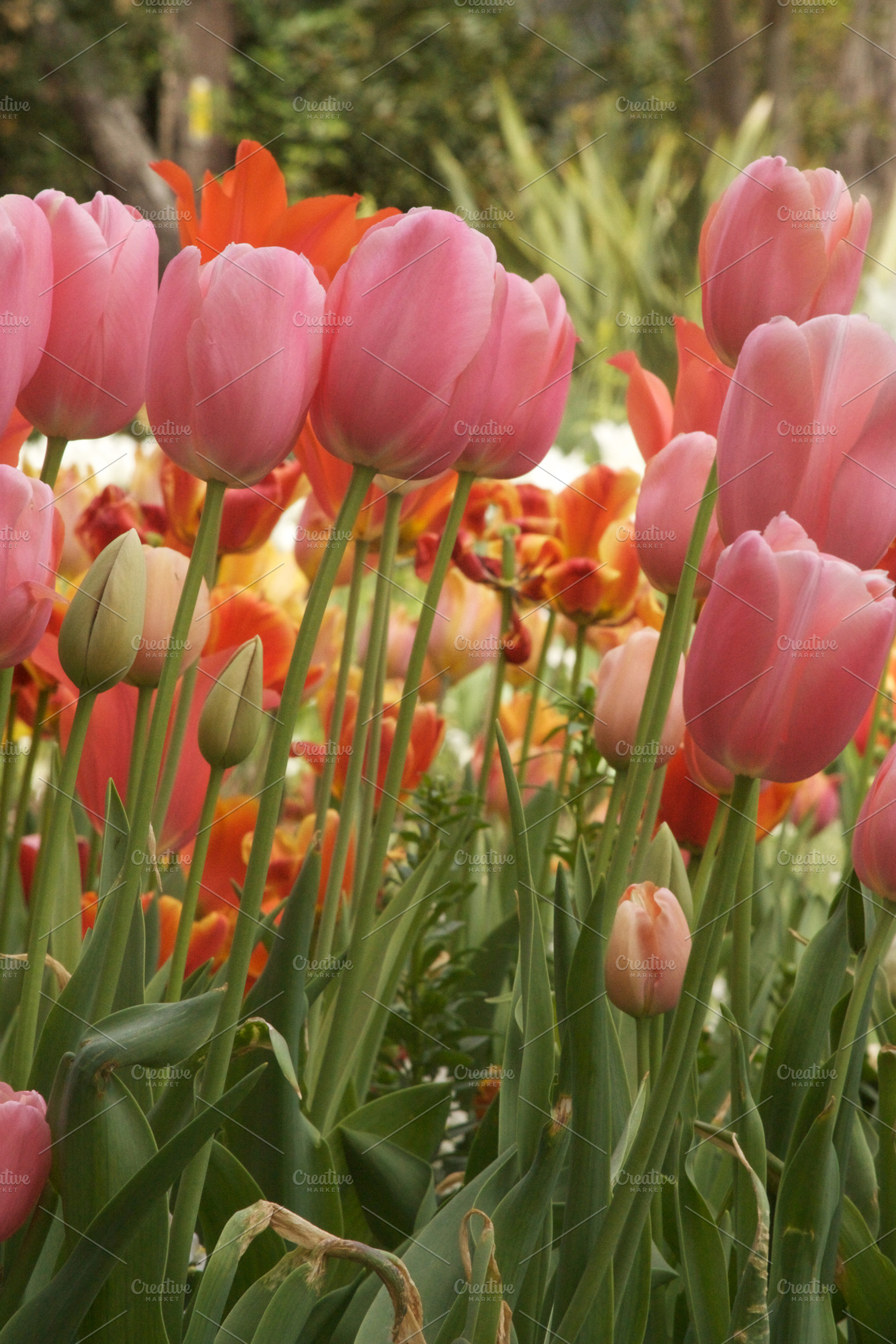 Tulips 1 Stock Photo Containing Tulips And Bloom