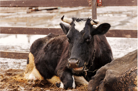Cows resting peacefully in a rural, an Animal Photo by darksoul72