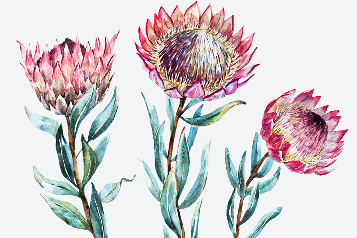 Watercolor Flower Protea, an Illustration by Lembrik's Artworks (Photo 3 of 5)
