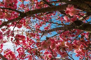 View from below of cherry blossom branches filled with pink flow, a Nature Photo by Ales Munt