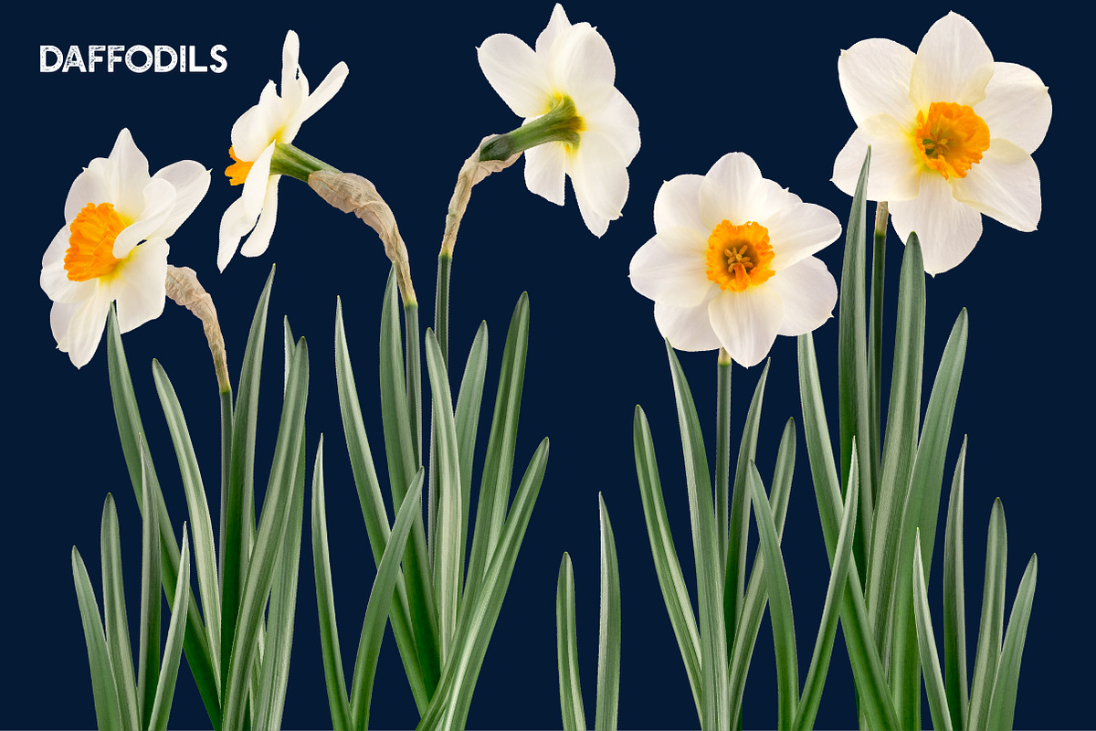 Daffodil Realistic ClipArt Specimens, an Object Graphic by Turning Moss (Photo 5 of 9)