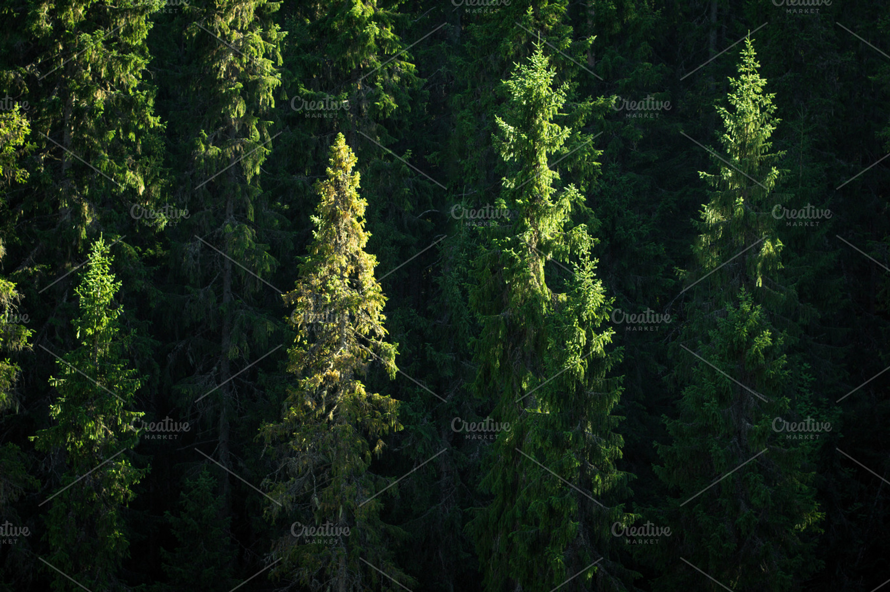 Tree line featuring line, tree line, and treeline, a Nature Photo by Riho Rannamäe
