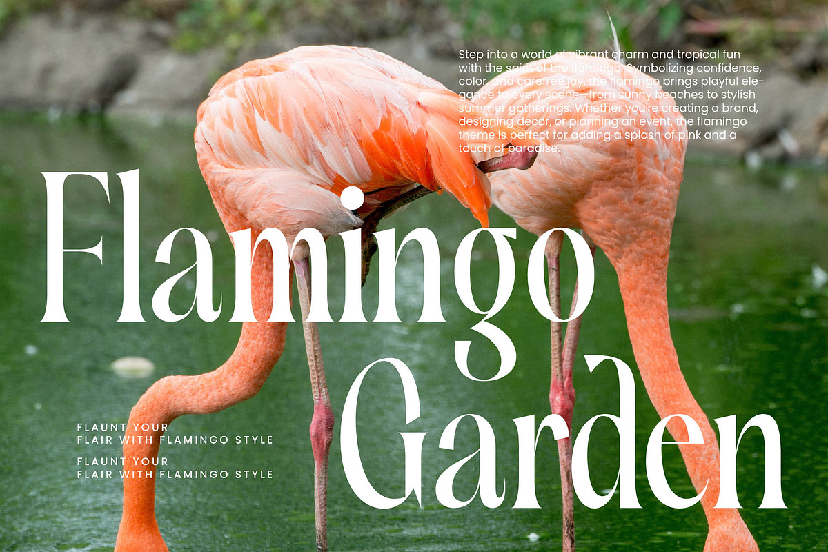 Silent Gingers Modern Serif Font, a Serif Font by timelesstype.co (Photo 5 of 20)