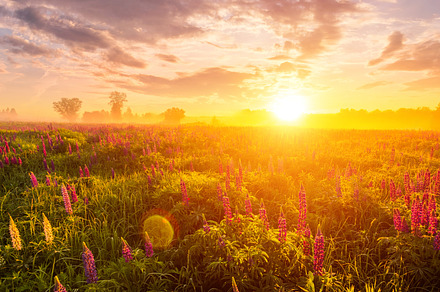 Majestic lupines field bathed in vibrant sunrise glow. A tranquil countryside s, a Nature Photo by Eugene_Photo