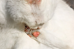 White cat licking, a Photo by saiko3p