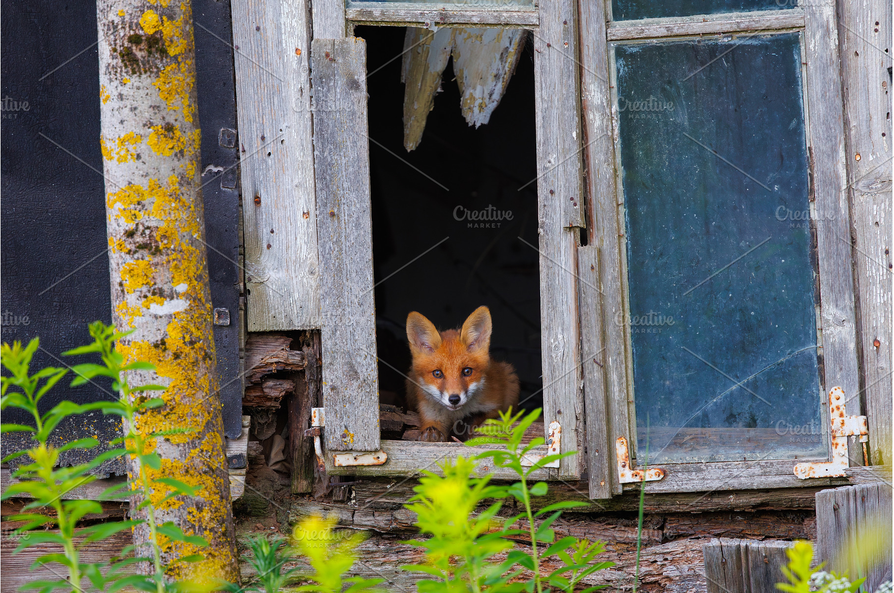 Curious little cub of red fox -, an Animal Photo by Lukas Jonaitis SHOP