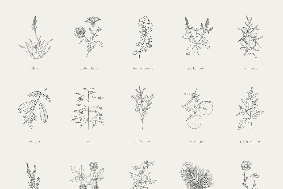 100+ plants bundle | vol. 1 + 2 + 3, an Illustration by Crocus Paperi (Photo 11 of 18)