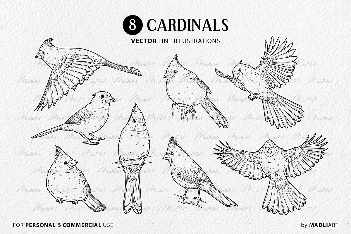 Cardinals Vector Line Art Set, an Illustration by MadliArt