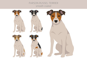 Smooth Coated Parson Russel Terrier