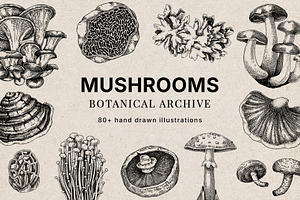 Mushrooms Vector Illustration Bundle, a Food Illustration by Yevheniia
