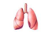 Human Organs Illustration Set, a Healthcare Illustration by Anna Repp Illustration (Thumbnail 6 of 14)