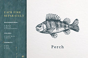 Fish & Corals Collection, an Animal Illustration by Chewie Co (Thumbnail 6 of 9)