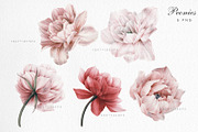 Watercolor Peony Collection, a Decorative Illustration by ollalya (Thumbnail 2 of 9)