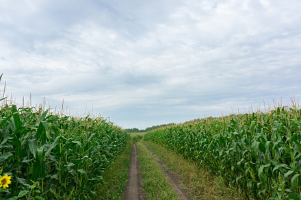 road through corn fields, a Nature Photo by AlexBush