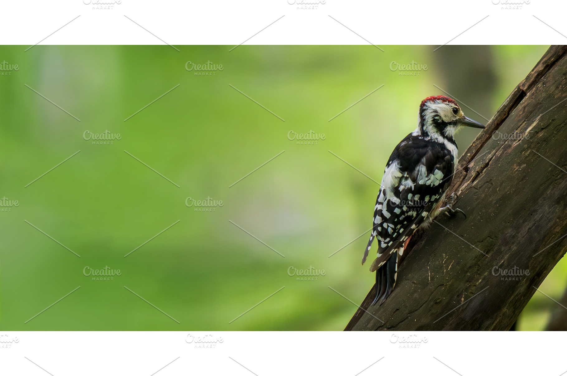 Male White-backed woodpecker on tree, a Nature Photo by Fascinadora