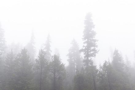 Evergreen Tree Farm Growing Fir Tree preview 6