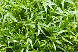 Fresh microgreen organic vegetables, a Nature Photo by ArtBackground