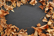 Autumn / Fall Background Image, a Nature Photo by Little Type Factory (Thumbnail 2 of 2)