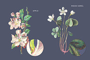 Vintage Flower Illustrations Bundle, an Illustration by Greta Ivy (Thumbnail 40 of 62)