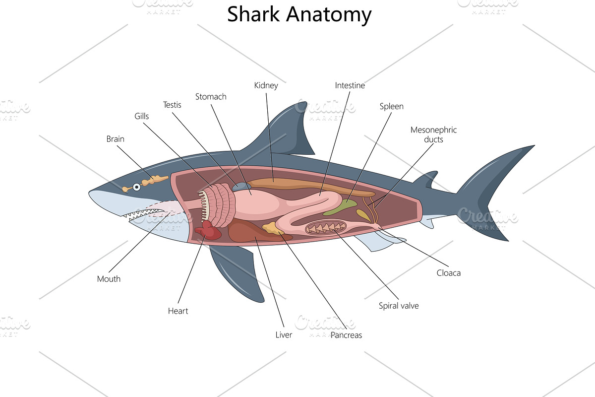 Shark Anatomy Diagram with Internal, an Animal Illustration by AlexArt