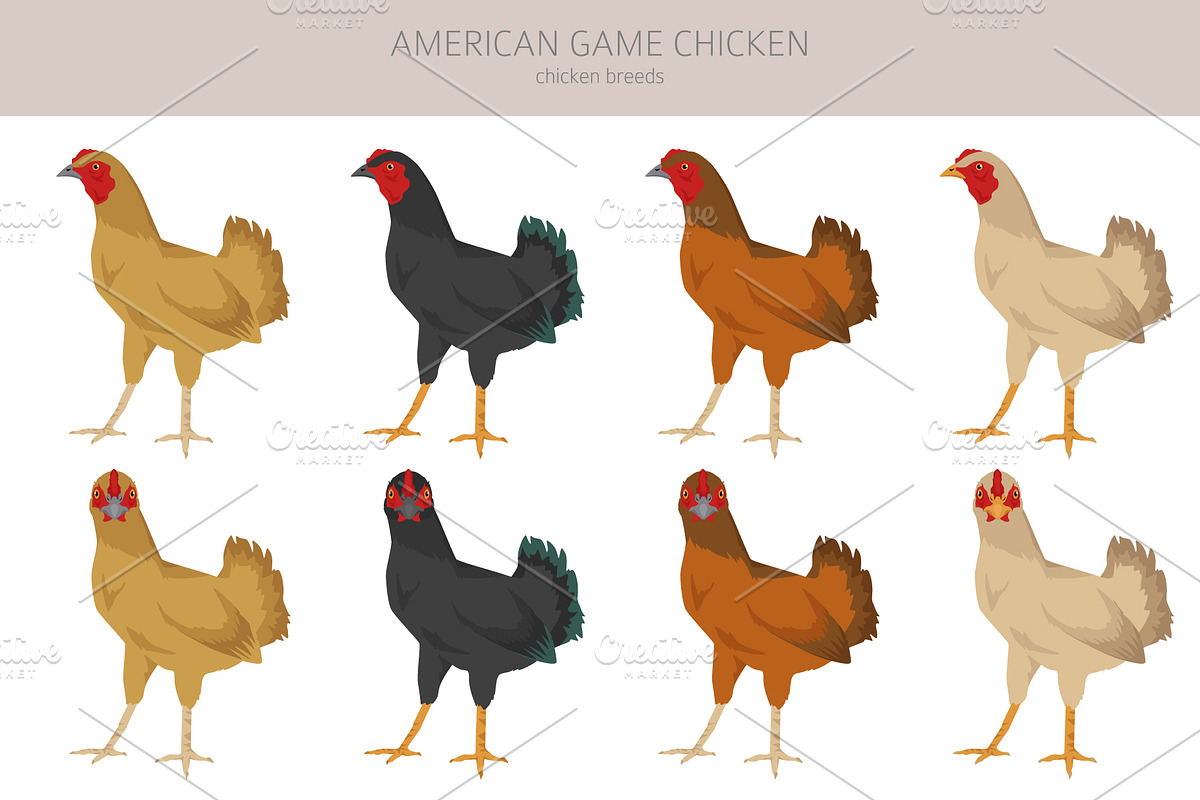 American Game Chicken breed clipart, an Animal Illustration by pet design shop (Photo 3 of 5)