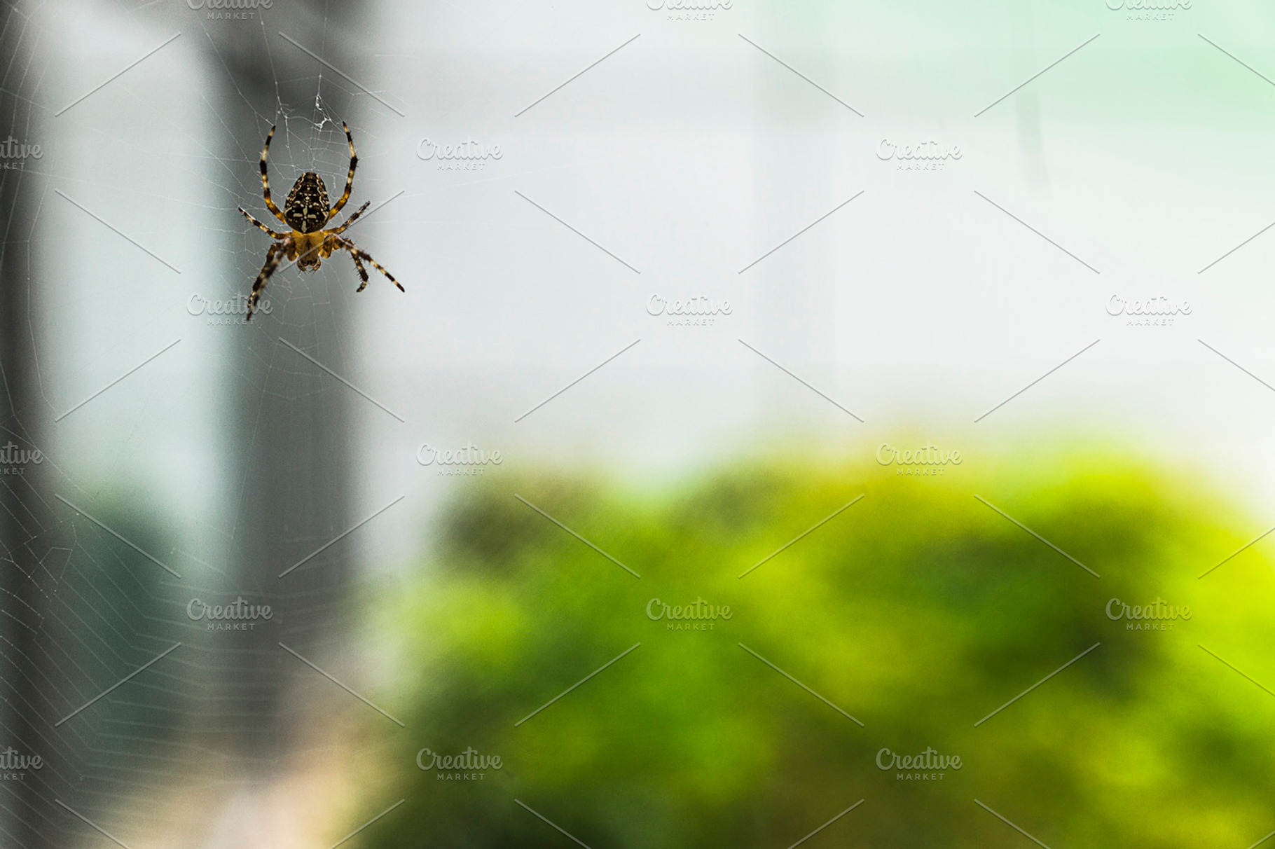 Spider and spider web