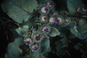 Thistle flowers close up containing grass, thistle, and flower