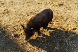 Adventurous pig explores the sunny, an Animal Photo by darksoul72