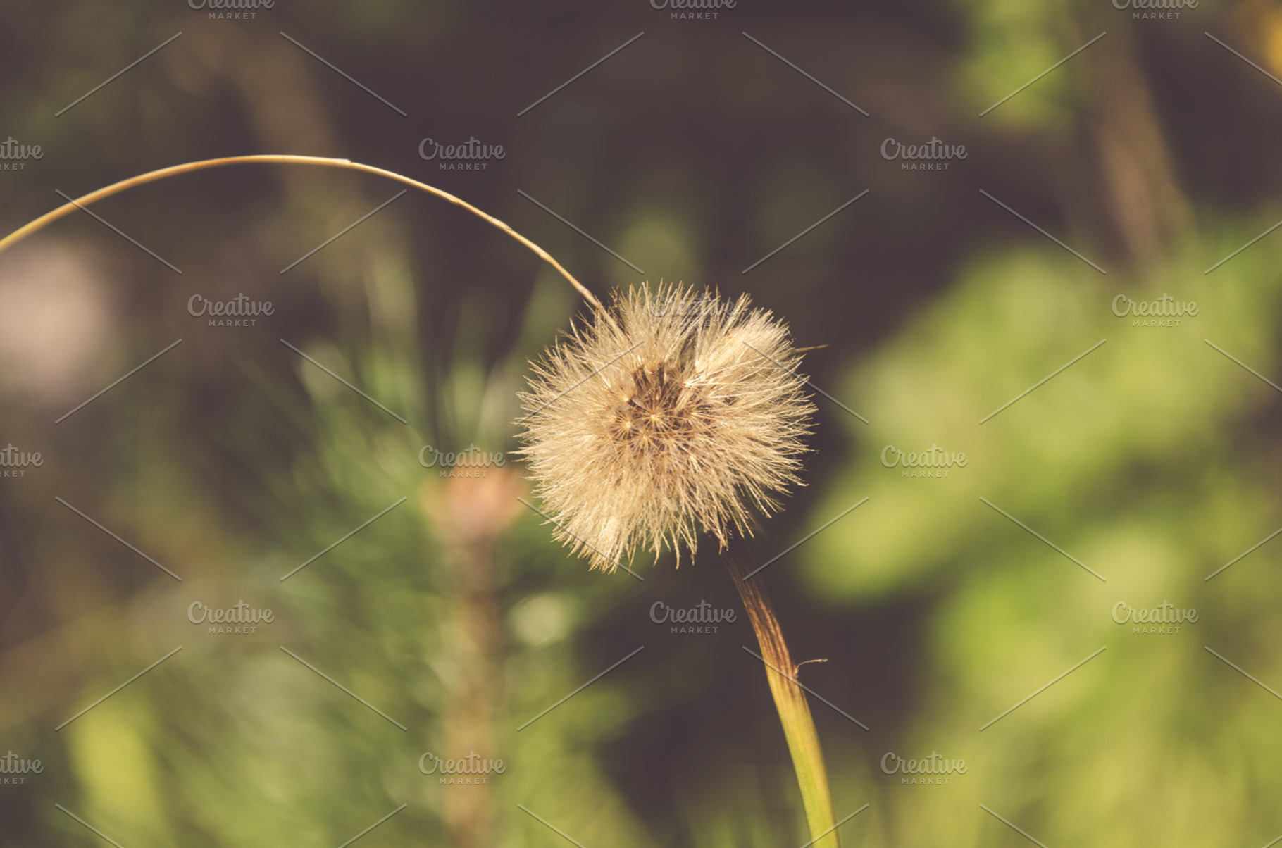 Flower After Blossom Containing Flower Nature And Indie